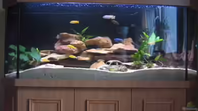 Becken 4850 von Thomas Illner