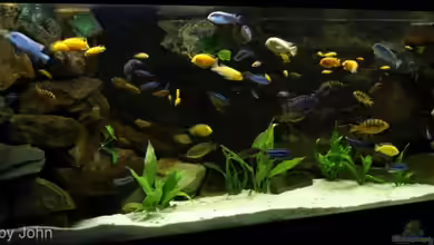 Becken 4858 von JOHN