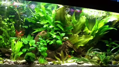 Becken 4862 von Tamara Kamgang