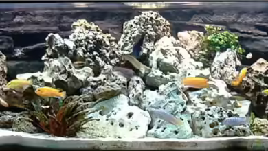 Becken 4916 von Olli%