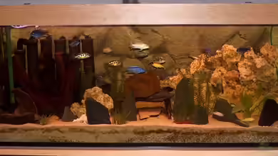 Becken 493 von Manuel und Horst Greul