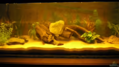 Becken 4931 von Franz Berger