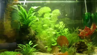 Becken 4946 von Kilian