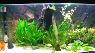 Becken 4971 von Lini