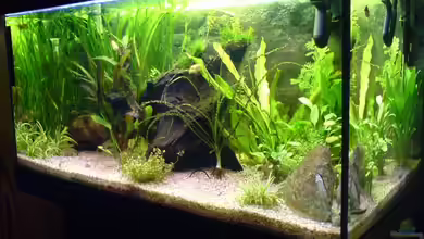 Becken 4977 von Faye