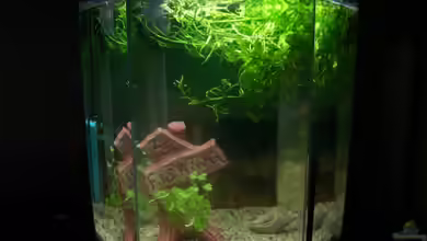 Becken 4980 von jgfjjzjt