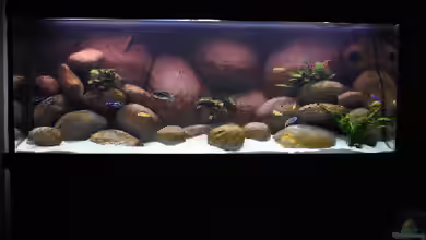 Becken 4982 von Dicker1904