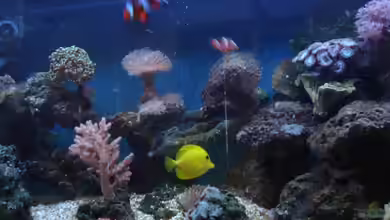 Becken 5003 von Jochen Heinrichs