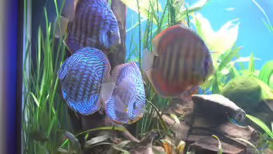 Becken 5052 von Artur Wegert