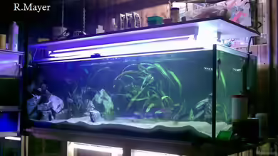 Becken 510 von Roger Mayer