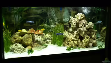 Becken 5108 von Heiko Voigt