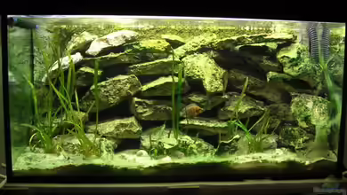 Becken 511 von Sebastian Ruminski