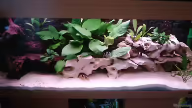 Becken 515 von Marc Weise