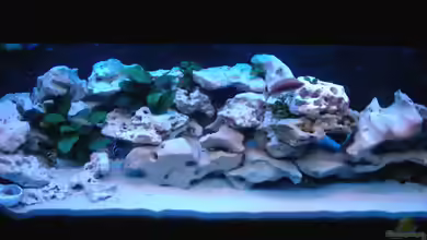 Becken 516 von Manuela Schmidt & Marc Weise