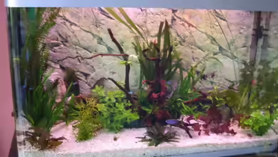 Becken 5173 von Maik Gisselmann