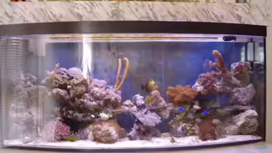 Becken 5176 von Ronny Schneider