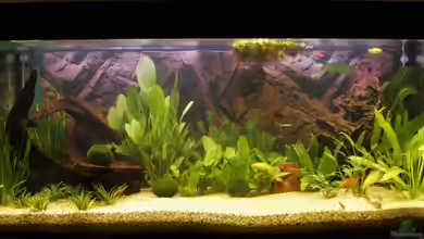 Becken 5179 von Michael Maier