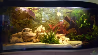 Becken 5182 von Alexander Kuhnhardt