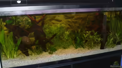 Becken 5225 von Ralf Schmitz