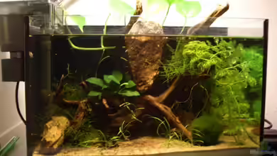 Becken 5241 von Nadine Euringer