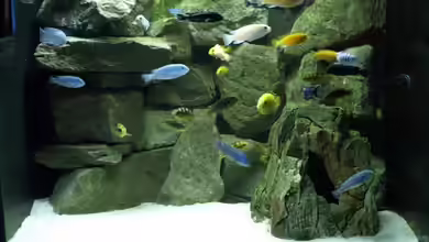 Becken 5244 von LISA