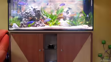 Becken 527 von Andreas Baller