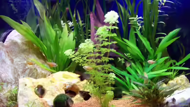 Becken 5272 von Andreas Schneider