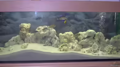 Becken 5278 von Martin Neumann