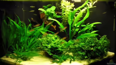 Becken 5307 von Steffen Koca