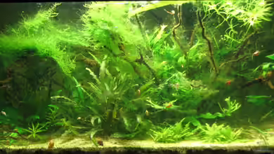 Becken 5315 von toast