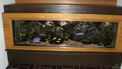 Becken 5401 von Aquaman