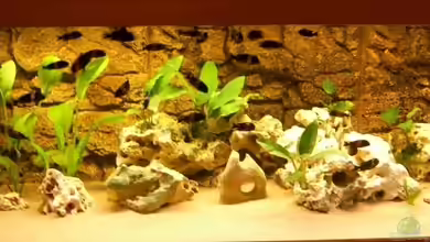 Becken 5405 von Ralf Heinrich