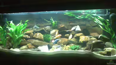 Becken 5433 von Steffen Gebert