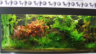 Becken 5450 von Günter Tholen