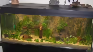 Becken 5480 von Daniel Schad