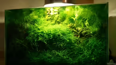 Becken 5490 von Fabian Huber