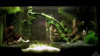 Becken 5498 von Der Analyst