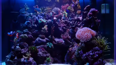 Becken 5508 von Sascha Bill