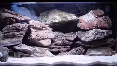 Becken 5525 von JOHN