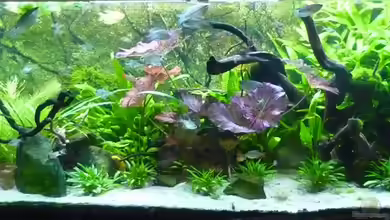 Becken 5552 von Christiane Feldmann