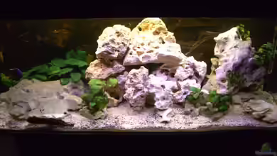 Becken 5568 von Dominic Zuccarelli