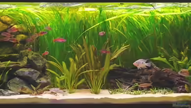 Becken 5576 von Henric Beyer