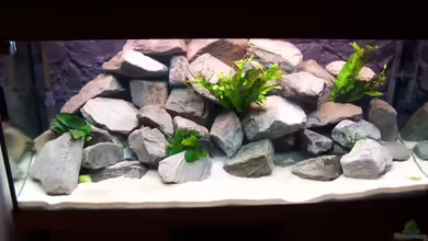 Becken 5620 von Stephan Germann