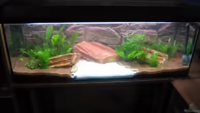 Becken 5671 von Scitec