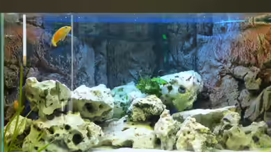 Becken 5684 von Bredo1904