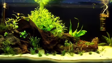 Becken 5689 von Tobi-G