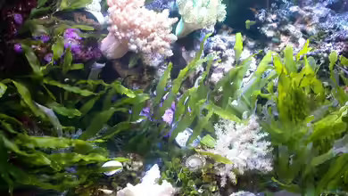 Becken 5718 von Bacalhau