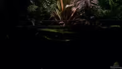 Becken 5727 von Theo Heimann