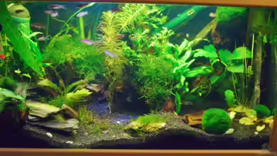 Becken 5755 von Viktoria Plum