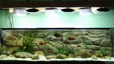 Becken 5798 von Kay - Uwe Focke